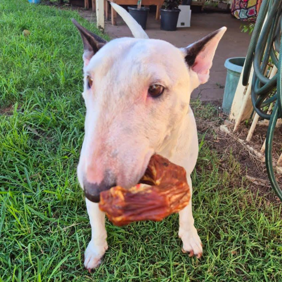 Pigs Ears 6 Pack
