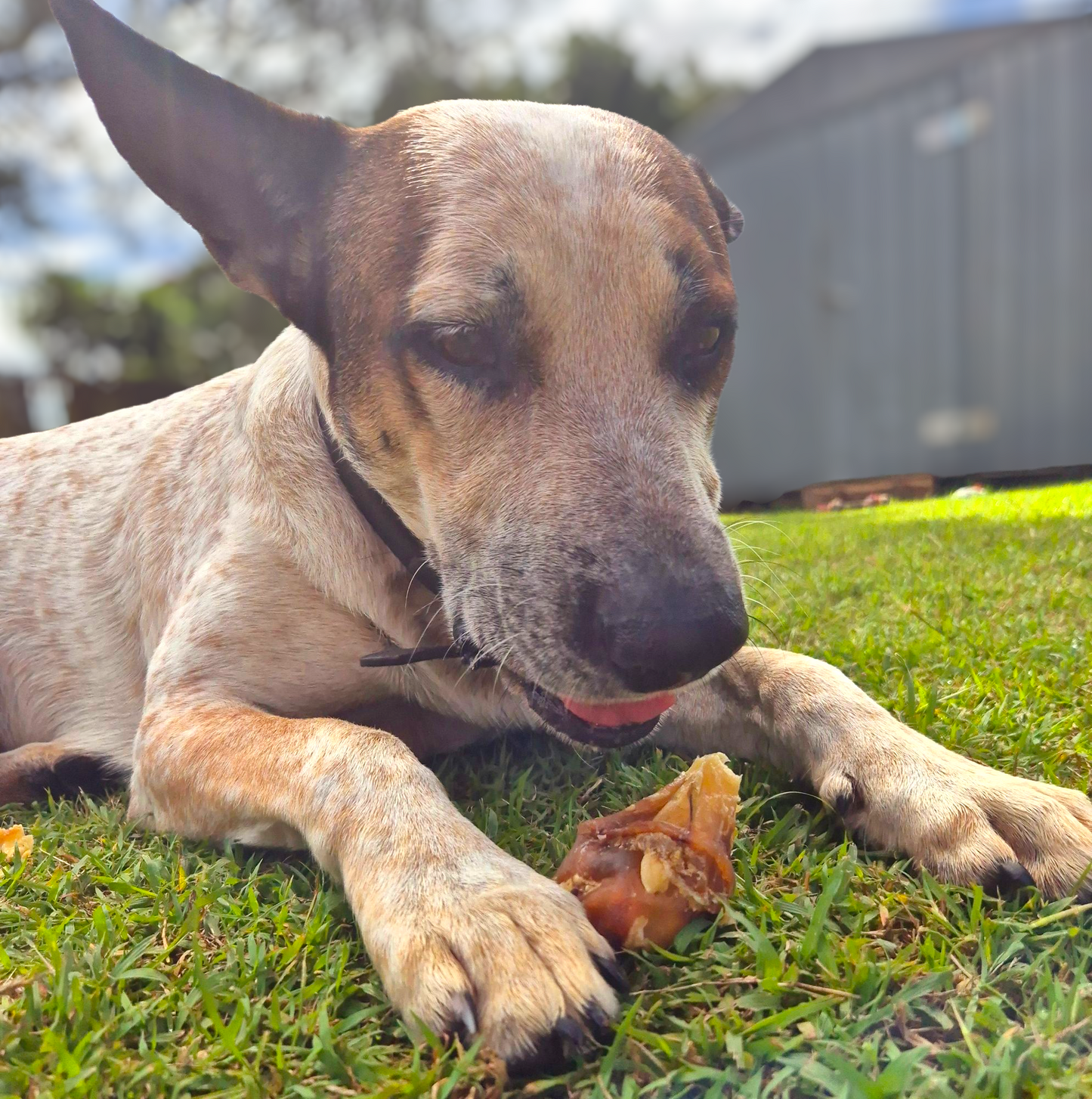 Beef Ears