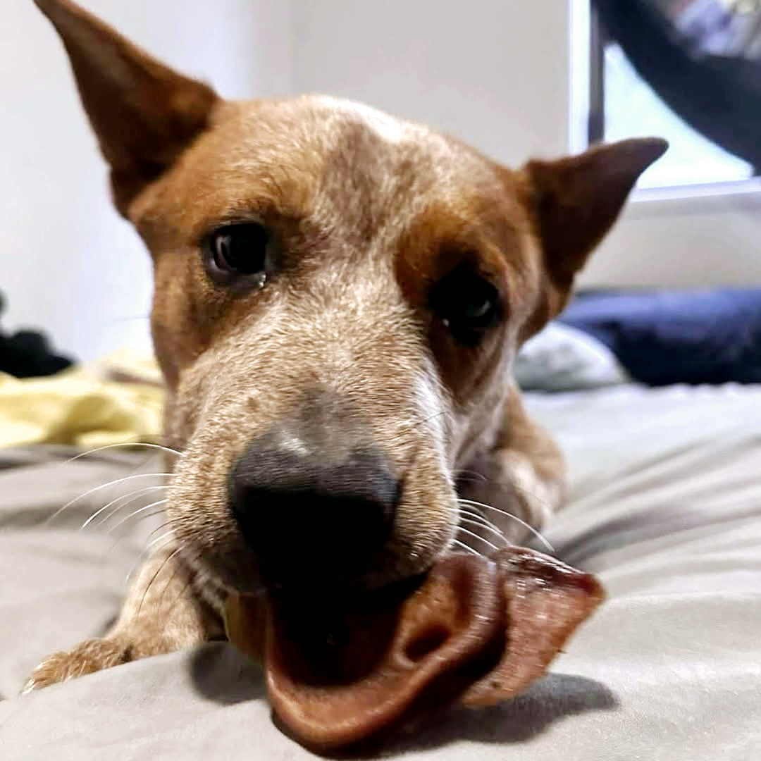 Pig Snouts