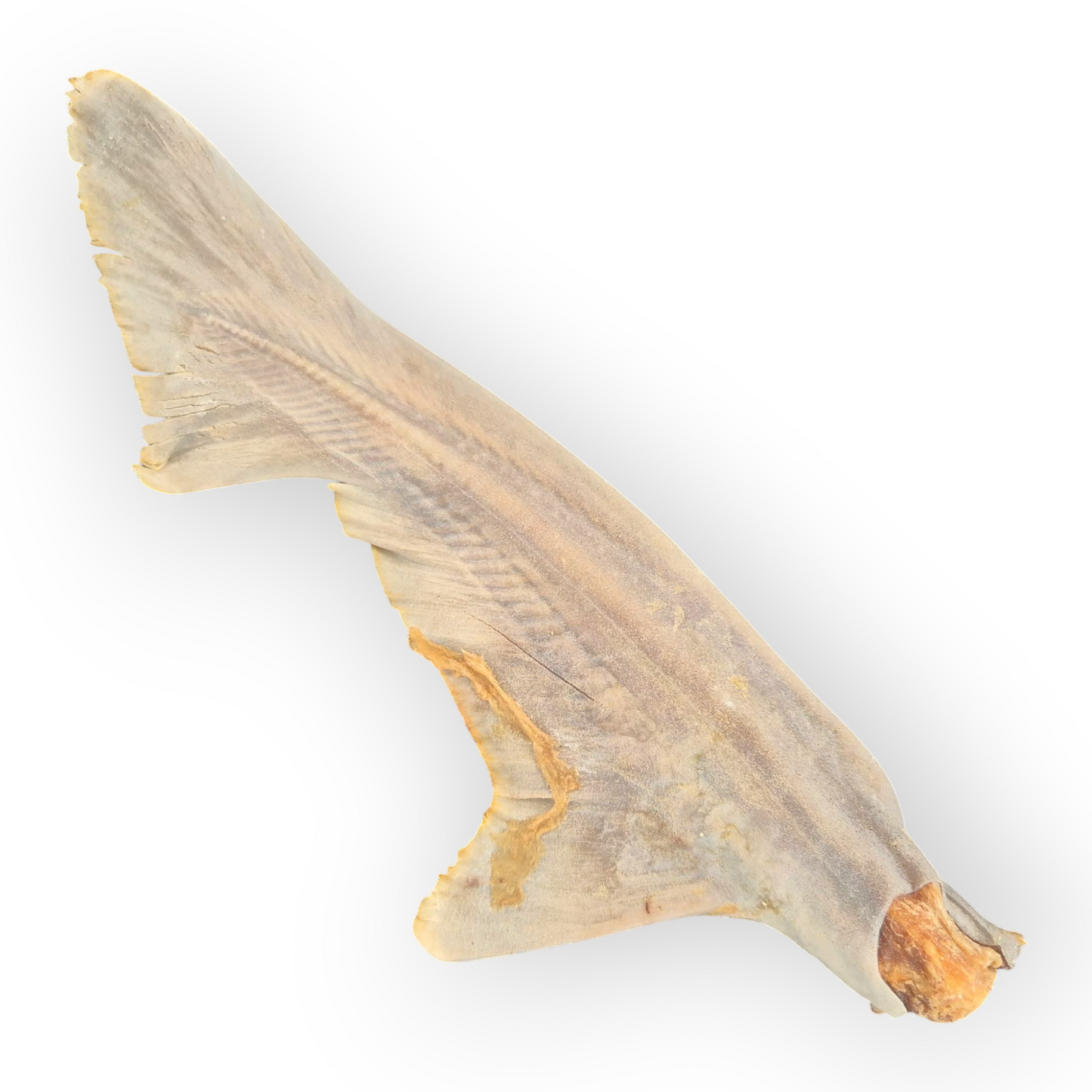 Shark Tail