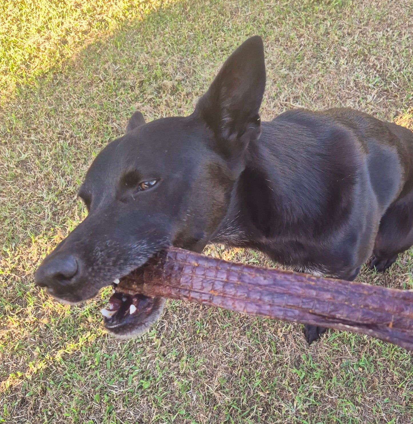 Beef Jerky Strips