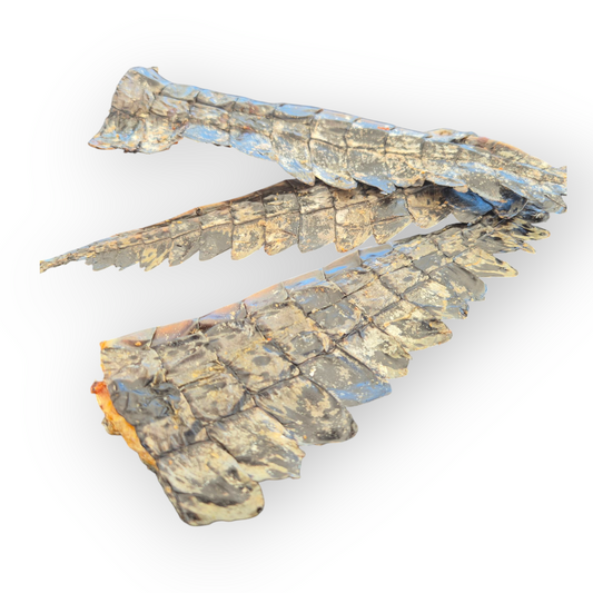 Crocodile Tails 3 Pack